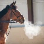 Buy Breathing & Respiratory Agents for Horses & Pets