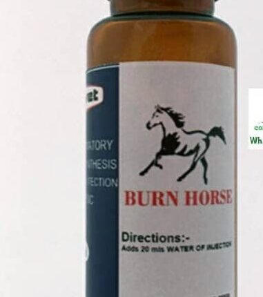 Burn horse