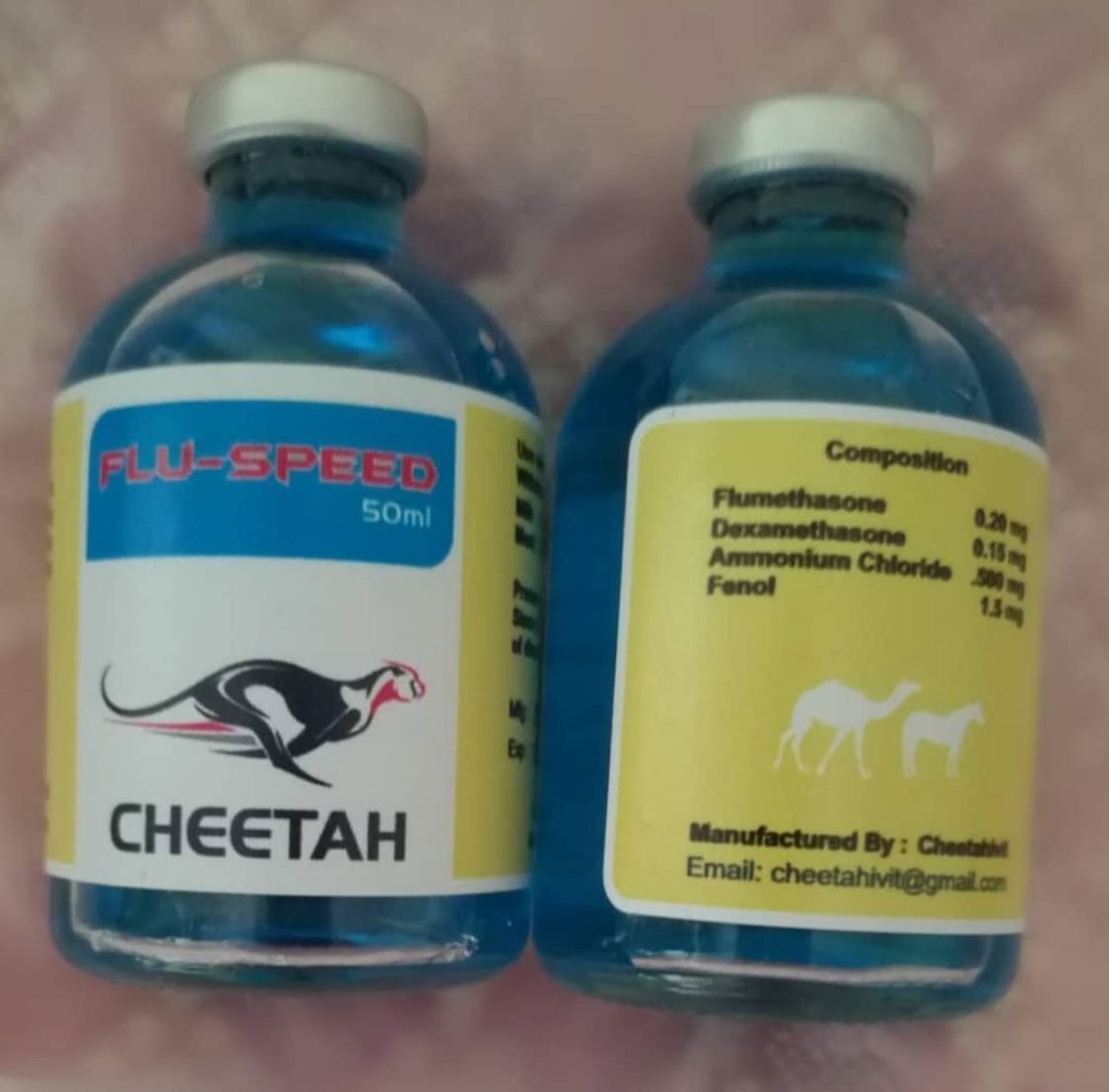 cheetah.jpg