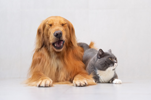 British short hair cat and golden retriever friendly to get along